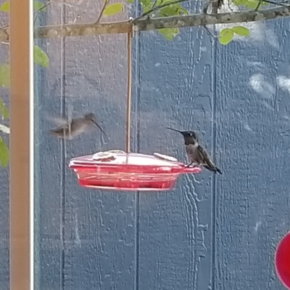 Meet your Posher, Robin - Picture 5 of 6